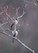Four Seasons of Birds A03c85497284704