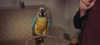 Il favoloso dottor Dolittle (1967).mkv BDRip 1080p x264 AC3/DTS iTA-ENG